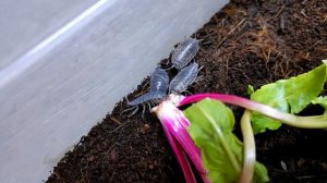 ОХ УЖ ЭТИ "БЕЗОБИДНЫЕ" МОКРИЦЫ. КАК ЕДЯТ МОКРИЧКИ. Wood louse