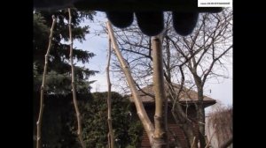 ОБРЕЗАЕМ перепривитую ГРУШУ. Как разобраться с лишними прививками? Что делать со старым сортом?