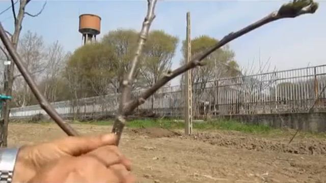 Окулировка Плодовых. Окулировочный нож с двумя лезвиями. (окулировка трубкой). (Италия).