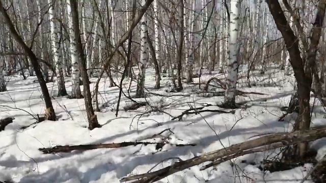 Inverse push ups melting snow in the forest /инверсионные отжимания -тающий снег в лесу смотреть онлайн