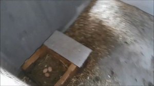 Козовник своими руками для трех коз.И обновленный курятник с удобным насестом и бетонным полом.