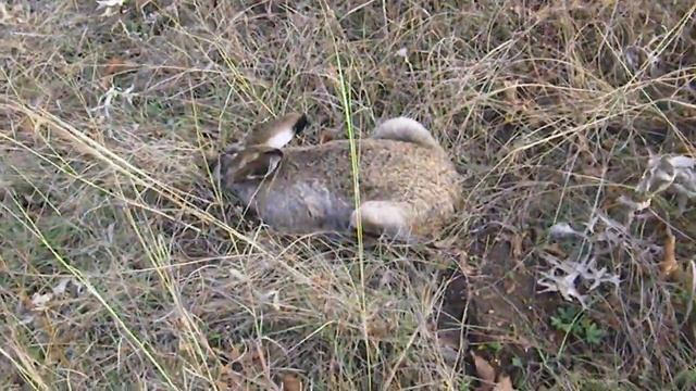 зайчик у нас в лесу смотреть онлайн