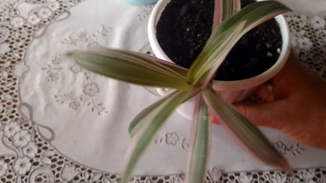Комнатные растения?? обзор цветов? от цветочницы?