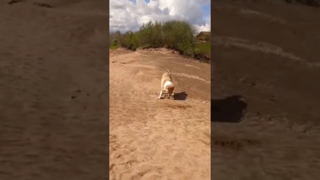 Выпускник питомника ТИМЕРТАШ НАДИР (Вологда) 6 мес Сыночек Авроры и Шика Спасибо владельцам за виде смотреть онлайн