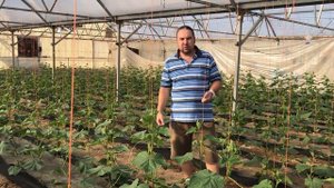 Как вырастить огурцы в теплице? (часть вторая) Выращивание огурцов в теплицах в осенний период.