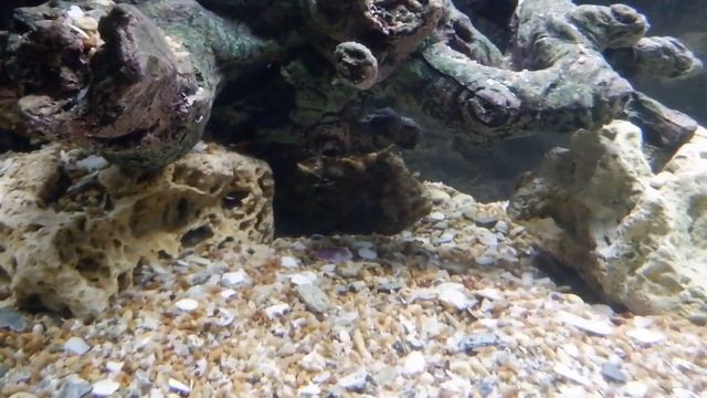 Черноморская скорпена в аквариуме смотреть онлайн