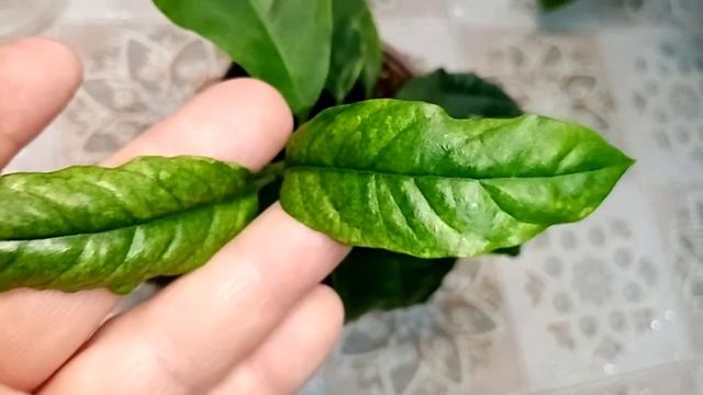 Комнатные растения, которые стоят на верхних полках у восточного окна.