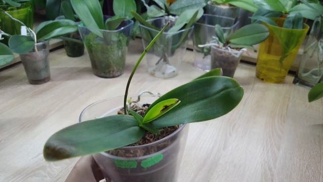 Темные пятна на листьях моей орхидейки. Что нужно делать, чтобы ее вылечить... смотреть онлайн