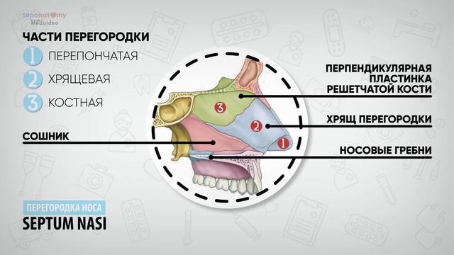 Наружный нос и полость носа