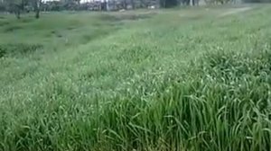 трава Пырей.Нутрии. Можно ли давать нутриям траву пырей?