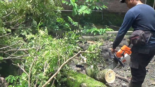 Chainsaw STIHL MS 440 making fire wood