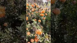 Leucospermum cordifolium 2020