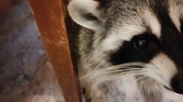 Чем питается мой ЕНОТ (10 лайков и новый ролик с ним) смотреть онлайн