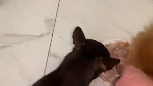 Нужно крепко подкрепиться, чтоб всю ночь повеселиться. смотреть онлайн