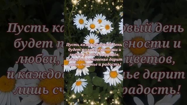 ромашки