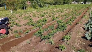 Мотоблок МТЗ с двигателем Weima 13, 10 июня 2023 г.Второе окучивание