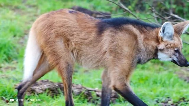 Посмотрите, На Что Способен Самый Опасный Волк в Мире смотреть онлайн
