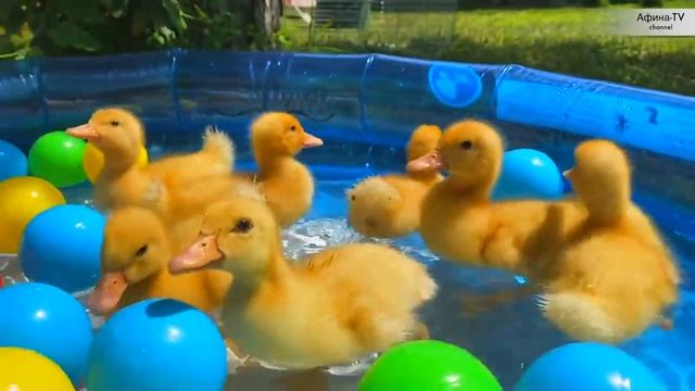 100 УТЯТ В БАССЕЙНЕ САМОЕ МИЛОЕ ВИДЕО смотреть онлайн