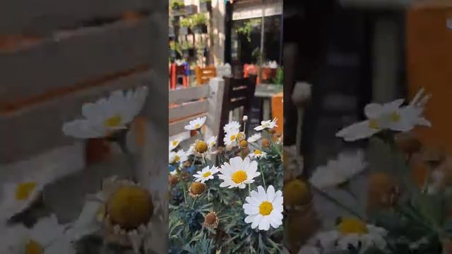 Mama Jan Gürcü Mətbəxi, restoran kafe Bakıda Mama Jan Georgian cafe restaurant in Baku #cafe #short