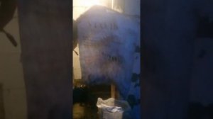 Растопка котла Холмова на угле