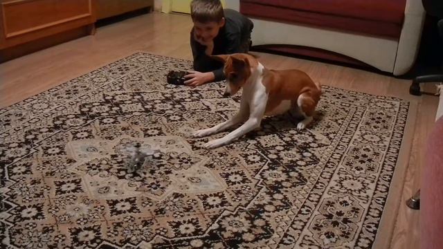 Басенджи Сури и вертолет.MOV смотреть онлайн