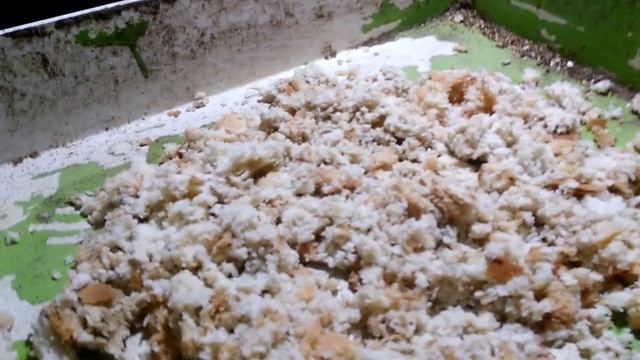 Каннибализм у кур. И как с этим бороться? смотреть онлайн