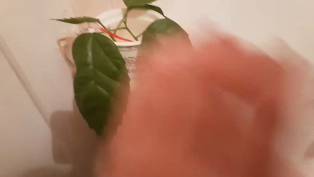 Гибискус. Укоренение черенков. Корневин нам в помощь. смотреть онлайн