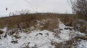 Ловля певчих птиц. Щеглы и коноплянки.