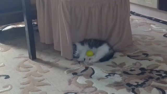 Это Фото моего катёнка смотреть онлайн