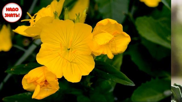 Почему некоторые цветы закрываются на ночь? смотреть онлайн