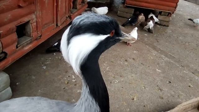 Птицы в зоопарке ДМЗ VID 20190428 140555 смотреть онлайн