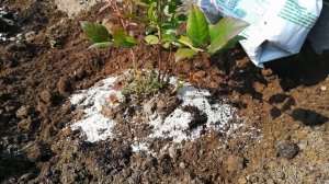 Посадка, уход и подкормка голубики.