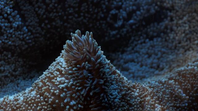 Panasonic Lumix FZ2000 / FZ2500 / Autofocus Test / 4K смотреть онлайн