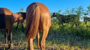КОЛИКИ У ЛОШАДИ. Лечение методом кочевников. Тайға өлі тиді