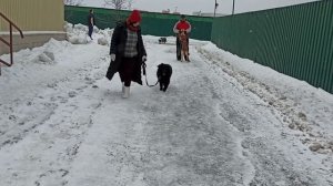 Артемон на поводке(2)