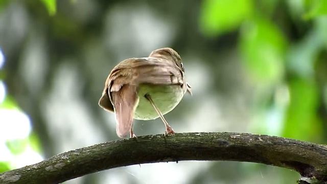 Птицы посёлка Чернянка - Соловей смотреть онлайн