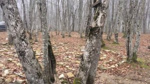 Аномальная зона России. Шапсугский треугольник. Мандала.1 часть. аномалия