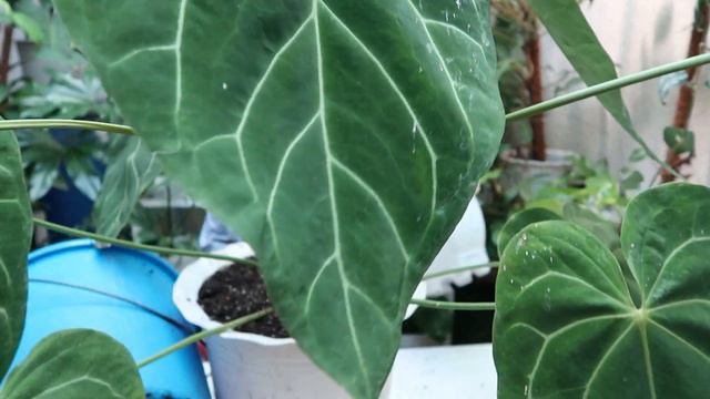 MY OVERGROWN ANTHURIUM MAGNIFICUM NEEDS A REPOT!