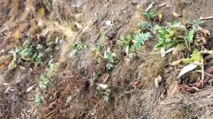 Рыбалка на Оке осенью (донки, поплавок. Октябрь 2021)