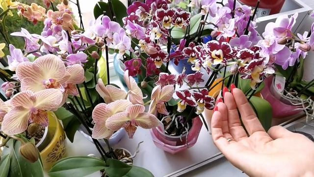 ЯРКИЕ, ИЗУМИТЕЛЬНЫЕ орхидеи в Садовом центре. И НОВЫЕ ГОРШКИ ДЛЯ ОРХИДЕЙ. смотреть онлайн
