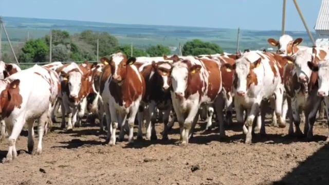 Племенные нетели красно пестрой породы с отличной генетикой