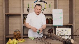 ИДЕАЛЬНЫЕ груши без плодожорки