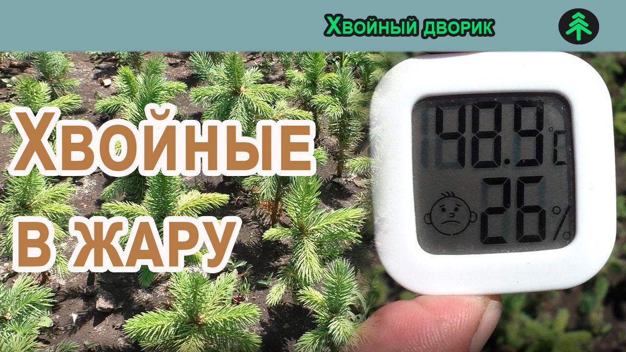 Как ель переносит жару на градуснике +48.9