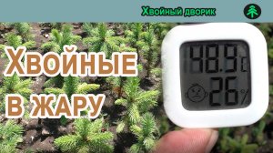 Как ель переносит жару на градуснике +48.9