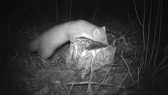 куница, интересные факты смотреть онлайн