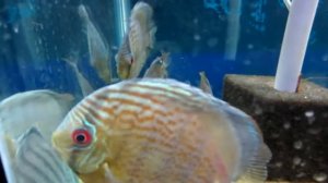 Royal Red Spot Green Discus @Fantasy Aquatics