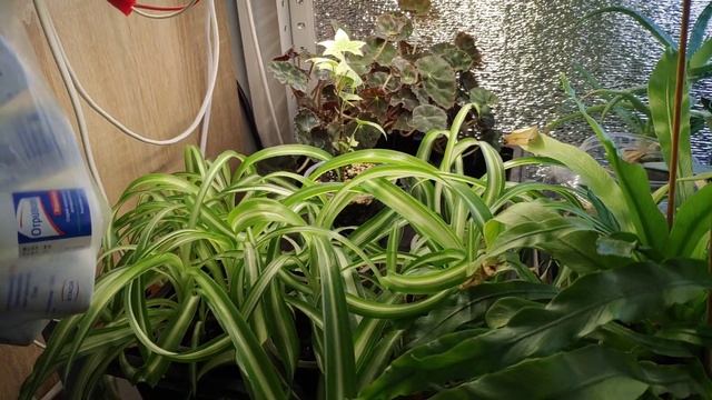 Обзор своих растений - все что у меня есть. смотреть онлайн