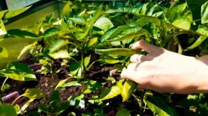 День на даче,рассказываю про огурцы,баклажаны,перцы, показываю цветы...