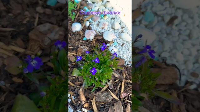 #4k #iphone14promax #садовыерастения #фиалки #альпийскаягорка смотреть онлайн
