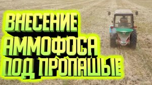 МТЗ 82.1 с РУМОМ. Внесение удобрения под пропашные. Аммофос для подсолнечника.